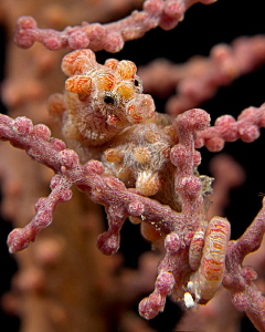 Bargibanti Pygmy Seahorse by Henry Jager 